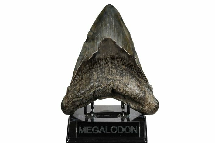Fossil Megalodon Tooth - Huge Meg Tooth #182700